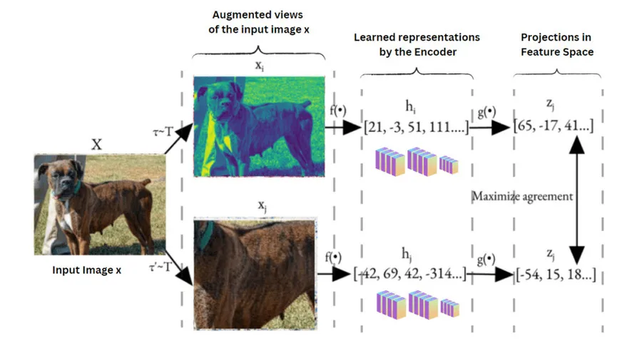 SimCLR pipeline: two augmentations, encoders, projection head, InfoNCE